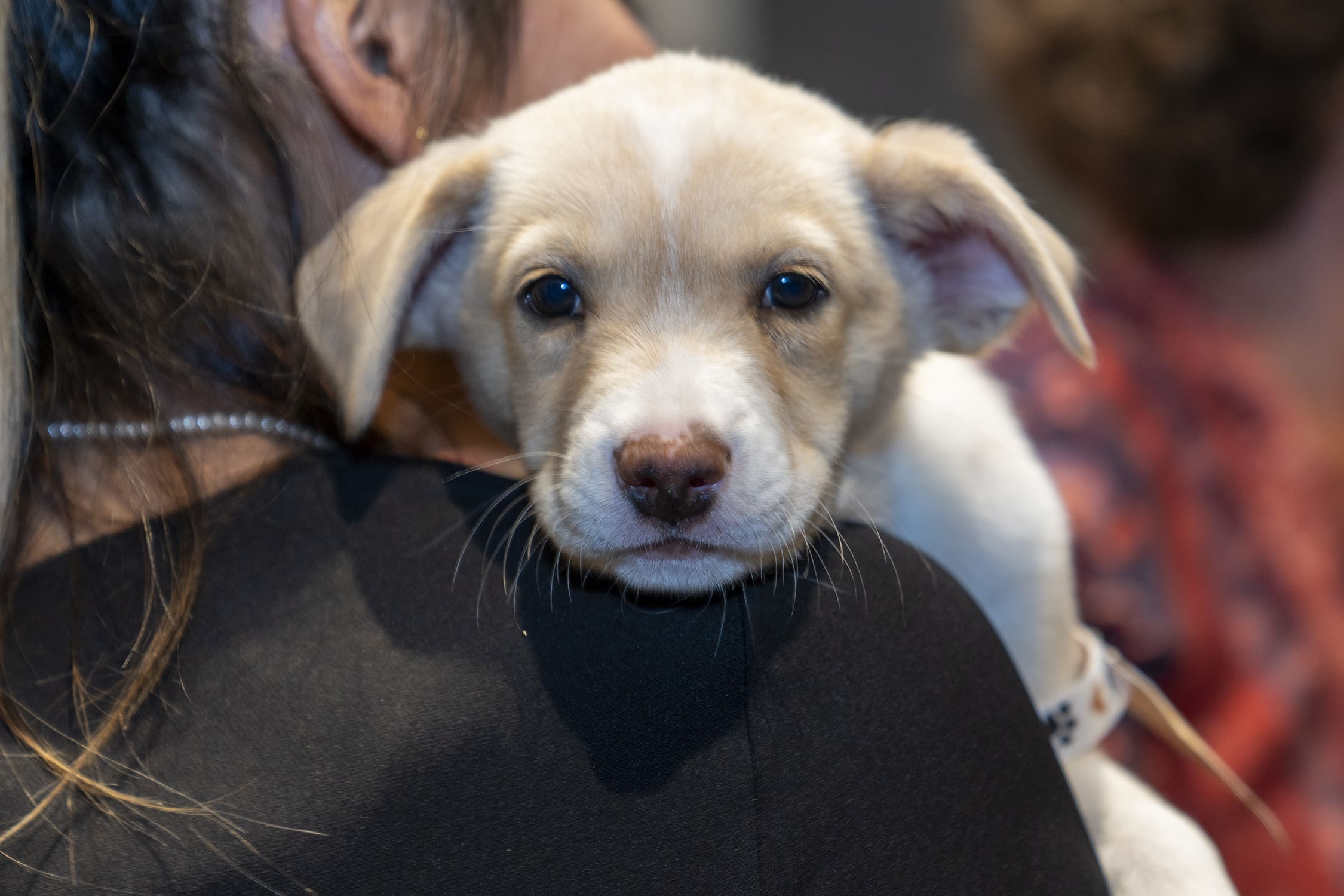 Puppy snuggles at last year's Nuzzles gala.