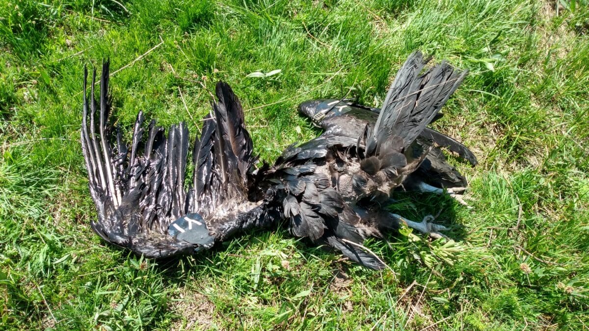 California condors shot and killed near Cedar City and north of Zion National Park