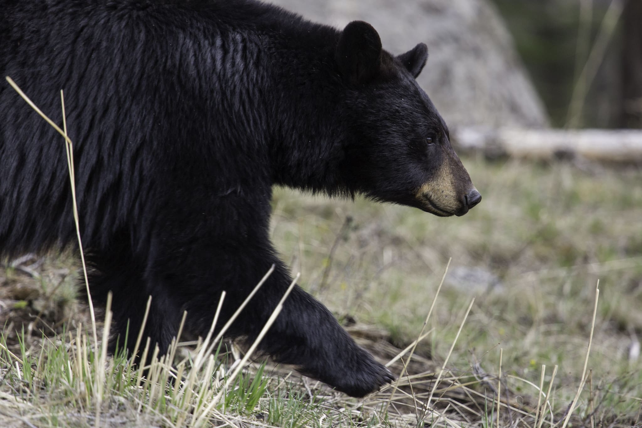 Black Bear