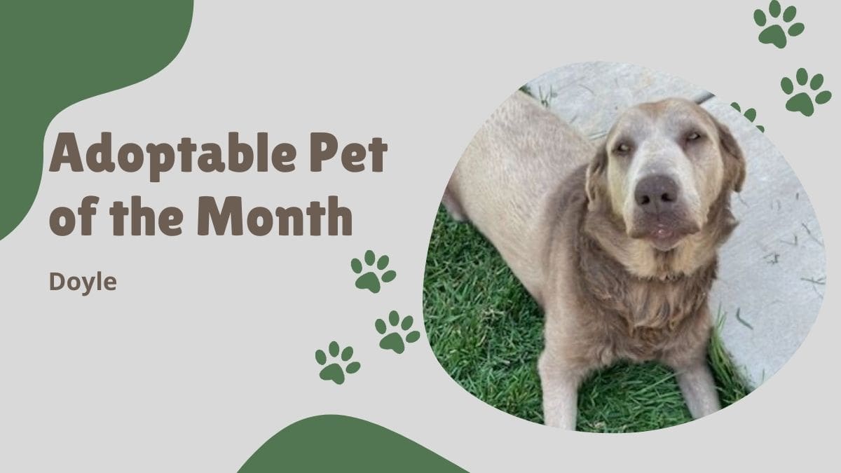 Doyle is August's Adoptable Pet of the Month.