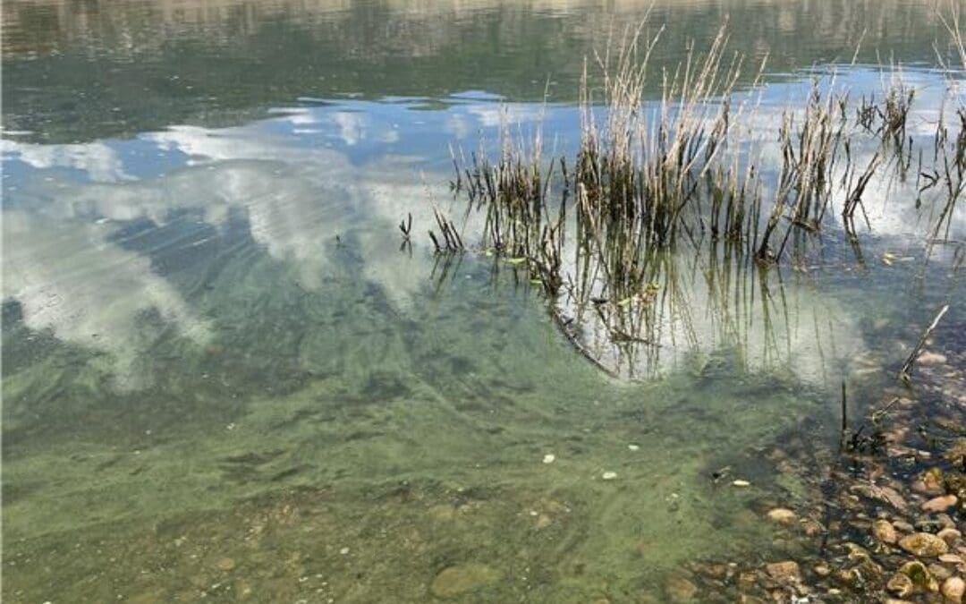 Harmful algae found in the water at Deer Creek Reservoir