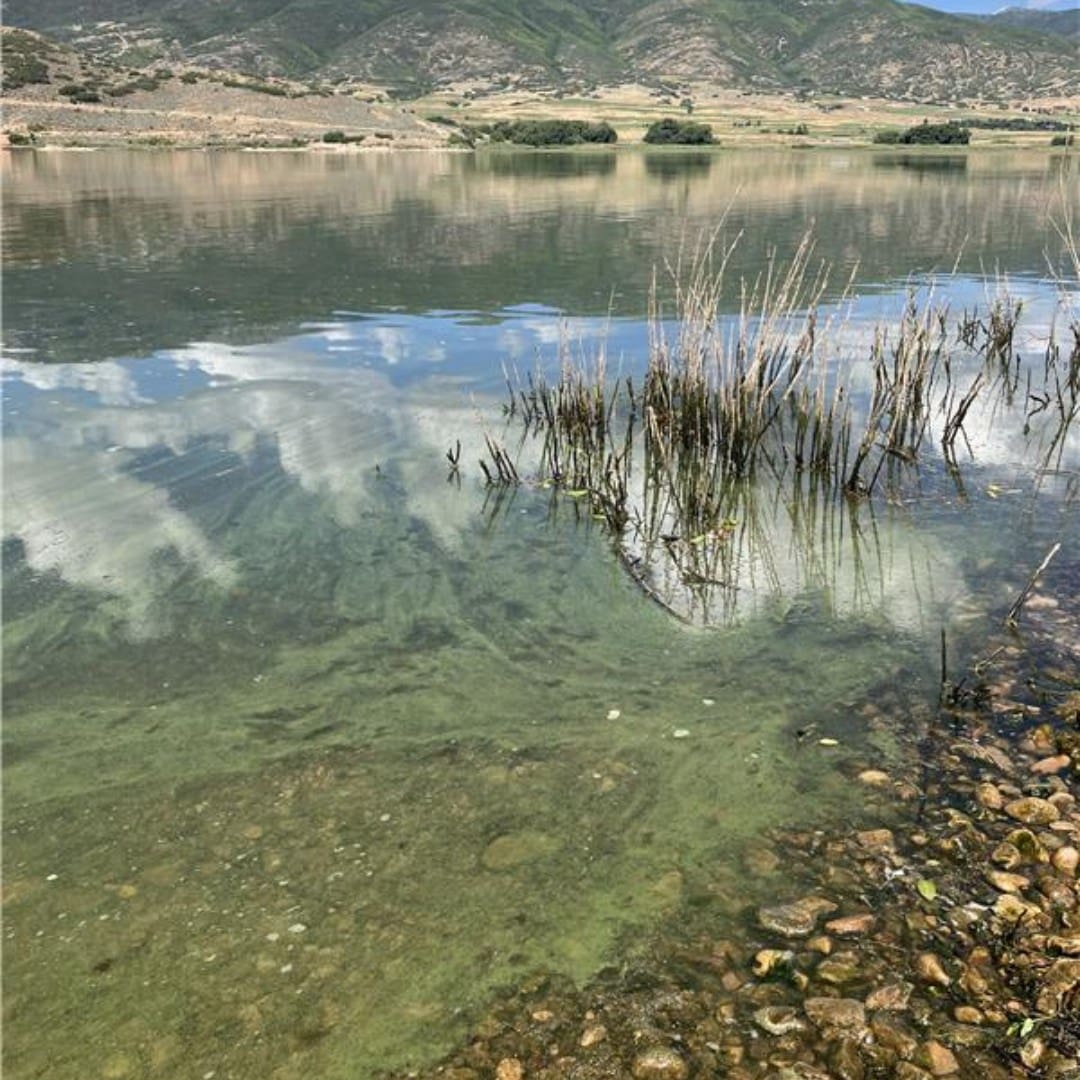 Harmful algae found in the water at Deer Creek Reservoir