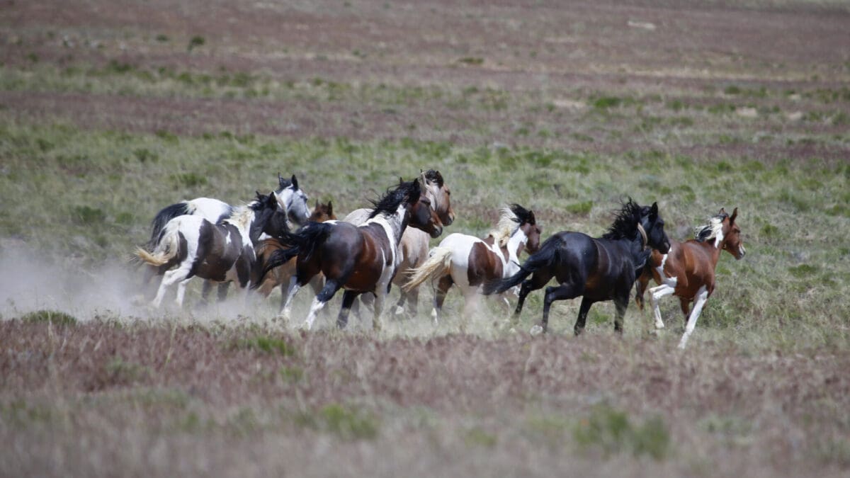 Wild horses roam free on state and some private land, outside federal disengaged horse management areas on May 31, 2017 outside Milford, Utah. The BLM, state officials and ranchers all over the Western United States are struggling with what to do about and how to control the burgeoning horse population in the west.