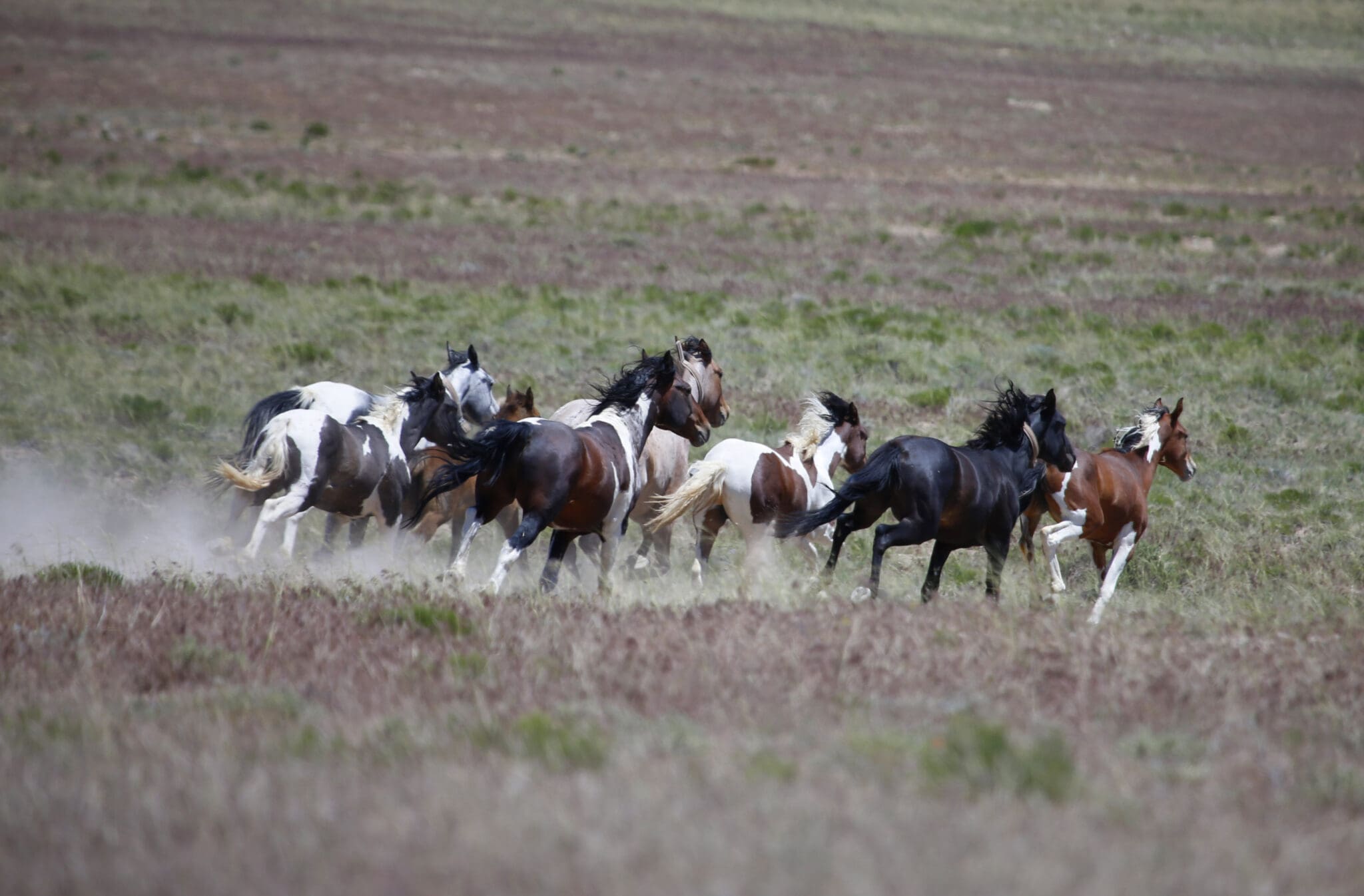 Wild horses roam free on state and some private land, outside federal disengaged horse management areas on May 31, 2017 outside Milford, Utah. The BLM, state officials and ranchers all over the Western United States are struggling with what to do about and how to control the burgeoning horse population in the west.