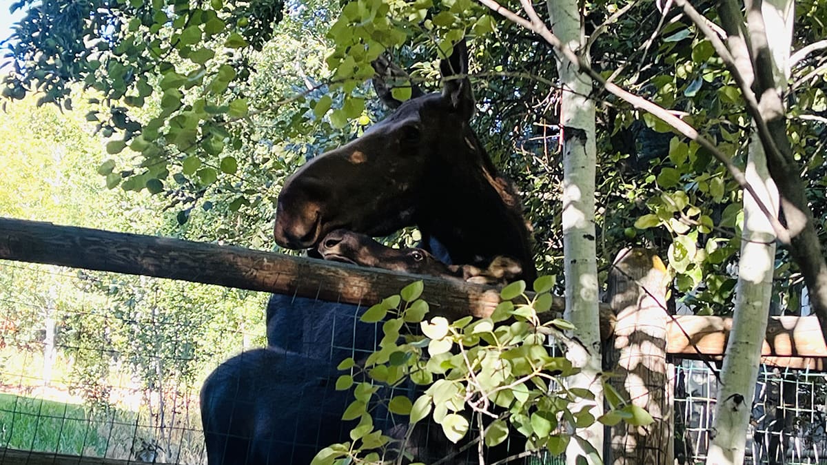 A baby moose kisses its mama in a Pinebrook yard Thursday morning.