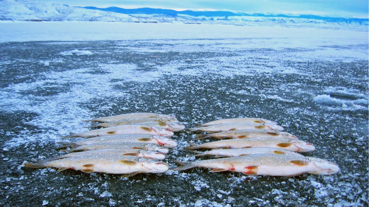 Lake trout at Flaming Gorge.