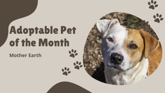 September's Adoptable Pet of the Month, Mother Earth.