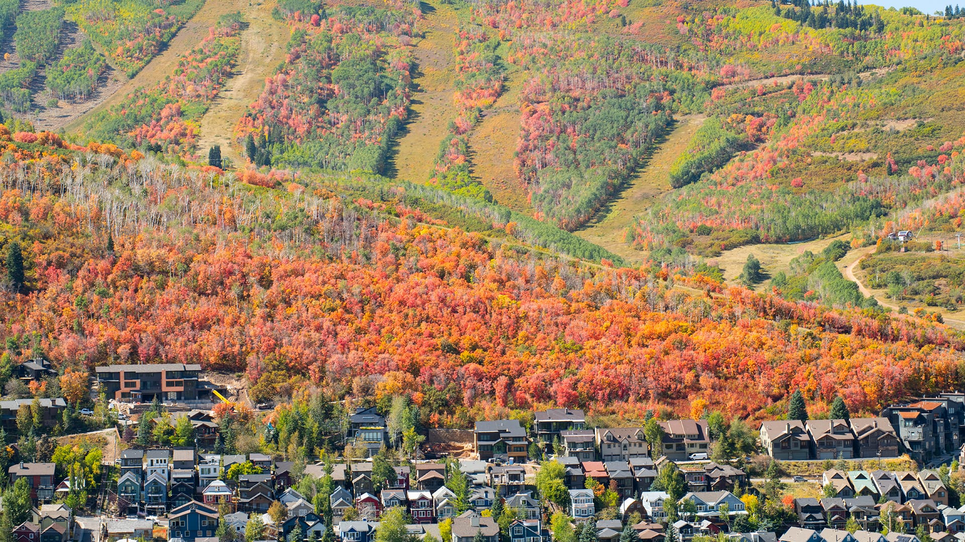 Mountainside covered in golden aspen trees