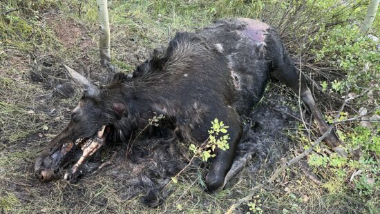 A cow moose was shot and left to waste earlier this month in Strawberry Valley in Wasatch County.