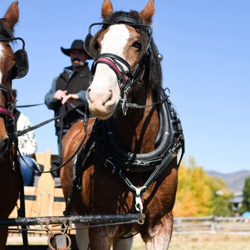 High Star Ranch Fall Festival 2024.