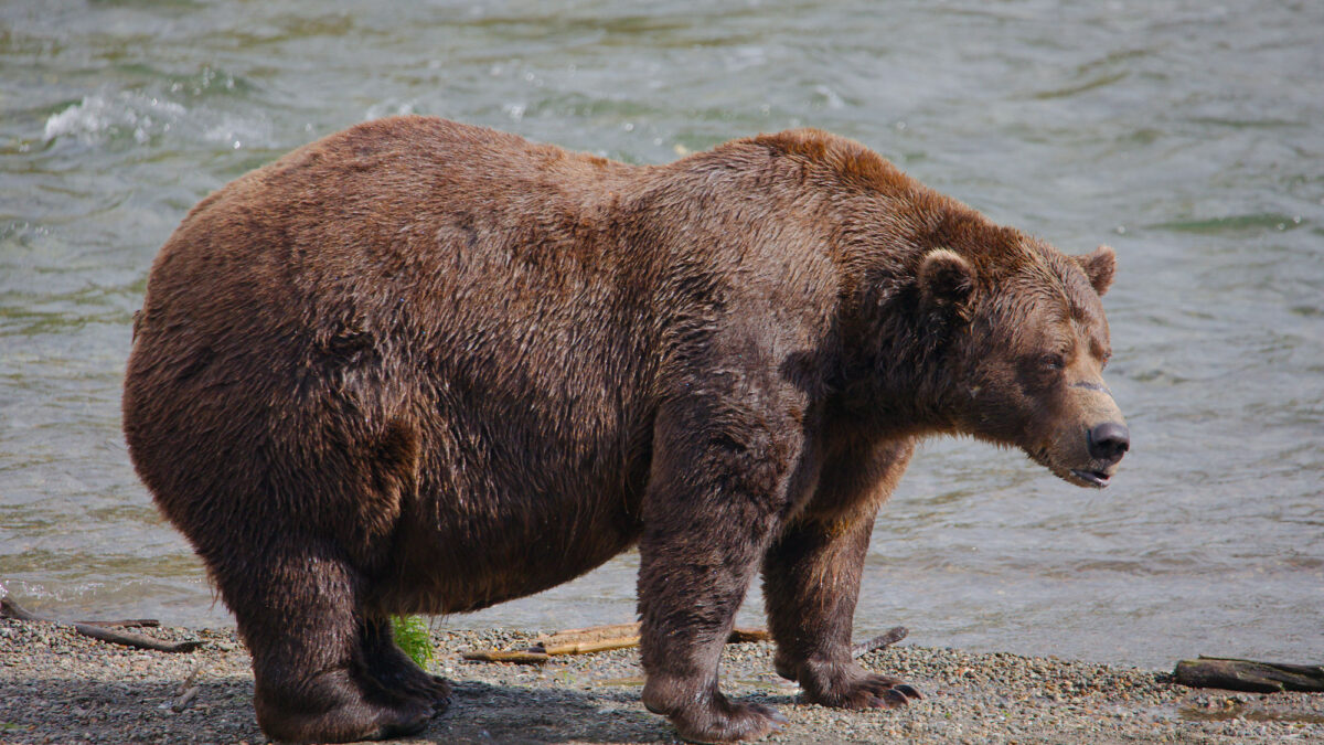 2 Chunk is an estimated 1,200-pound-plus brown bear.