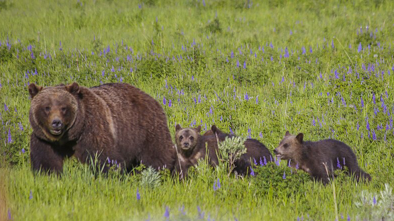 Grizzly bear 399 with three oof the four cubs she birthed in 2020. 399 was killed by a car Tuesday, Oct. 22, 2024.