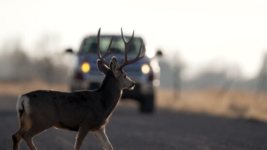 Buck deer in the road.