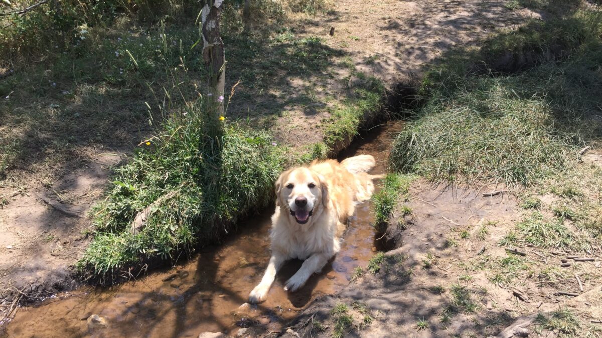 Lounging in the Run-A-Muk stream.