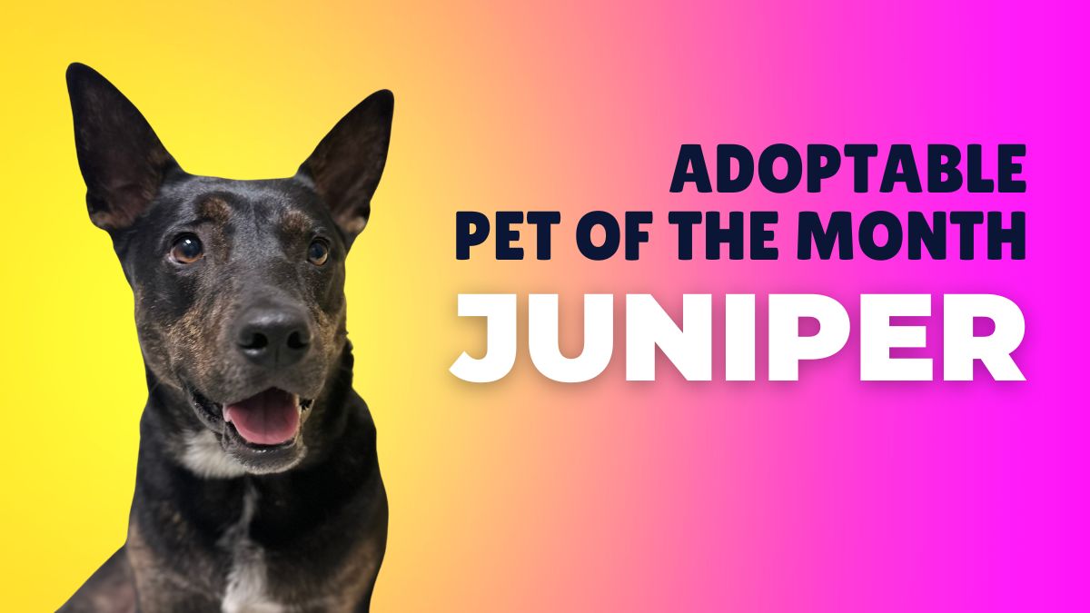 October's Adoptable Pet of the Month, Juniper.