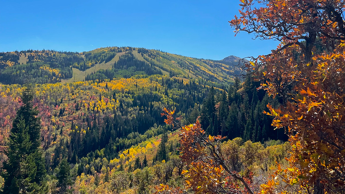 The area of Park City Mountain where an elk was poached and found on September 26.