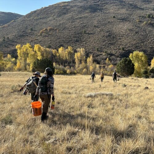 South Fork of Chalk Creek beaver dam.