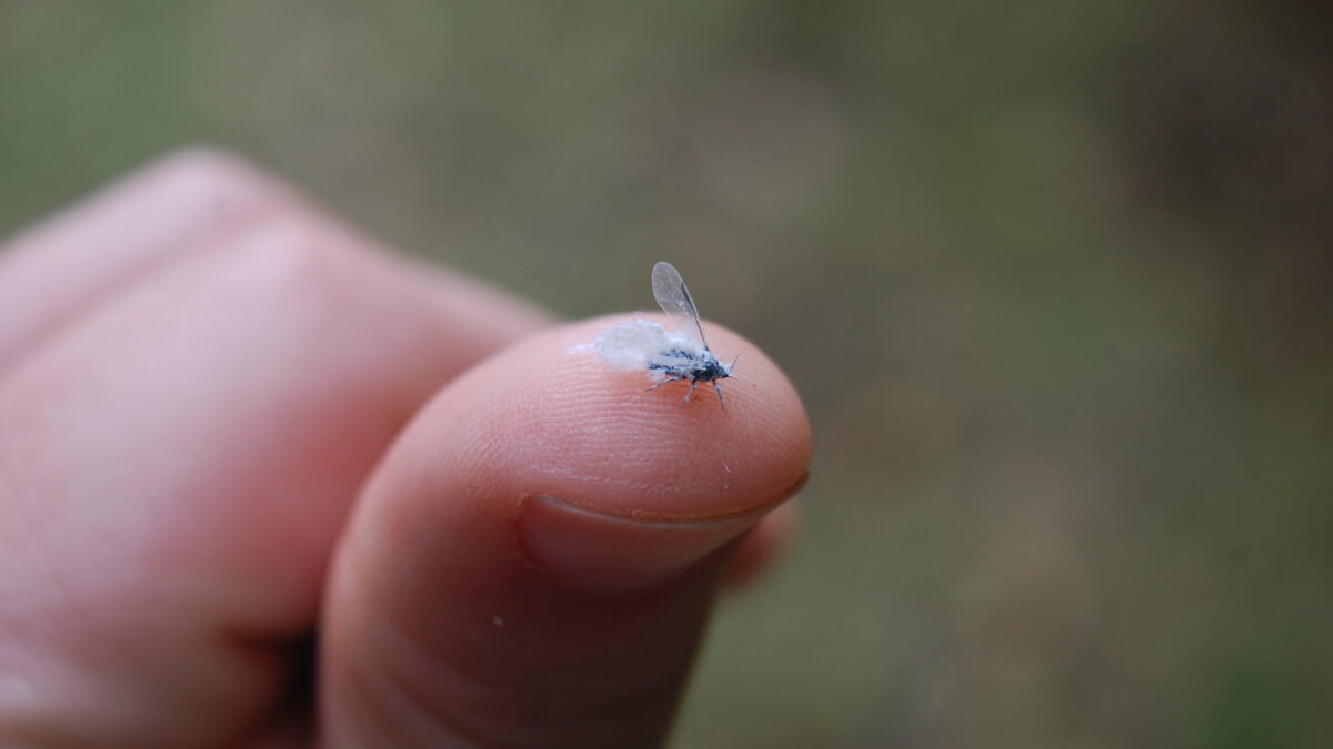 Woolly aphid