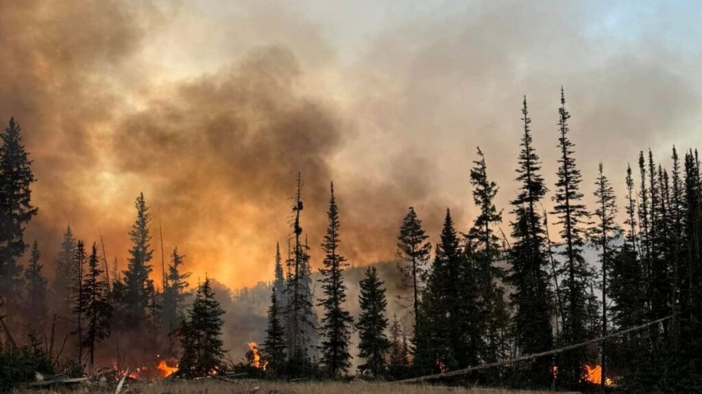 Yellow Lake Fire burning in a stand of timber on October 3, 2024.