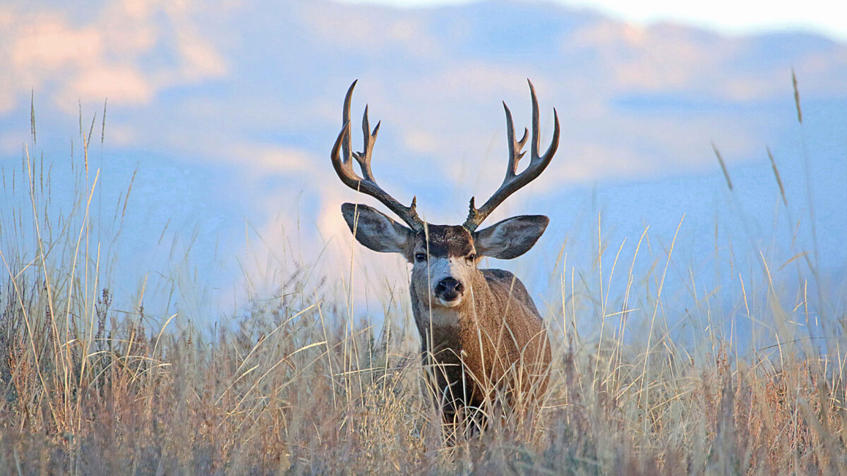 Mule Deer Buck in northern Utah.