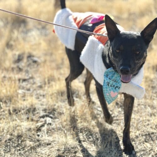 October's Adoptable Pet of the Month, Juniper.