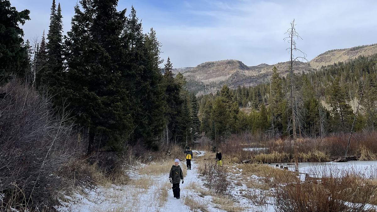 Christmas tree cutters walk through an area of the Uintas looking for the perfect tree to bring home.