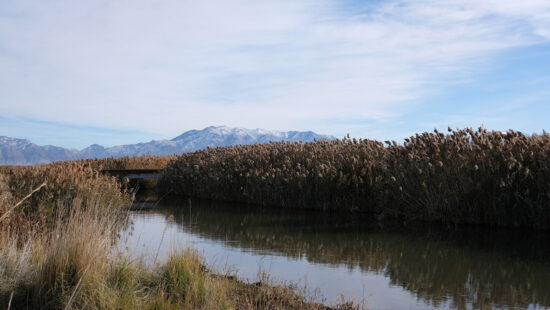 A tributary to the Great Salt Lake at the Ogden Bay Waterfowl Management Area is pictured on Monday, Nov. 25, 2024. The U.S. Geological Survey installed a stream gauge on this tributary, and 13 others, to monitory water flow into the Great Salt Lake.