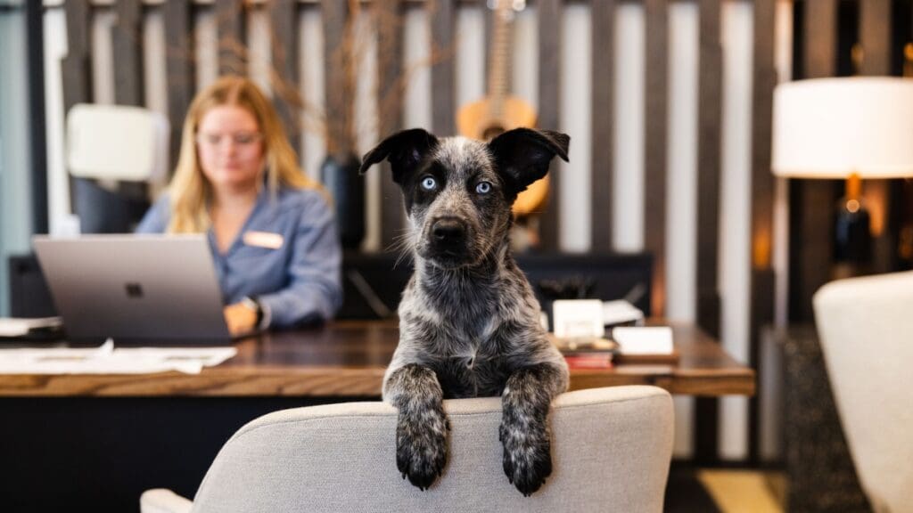 Nuzzles Snuggles Lounge will take place at Pendry throughout the year.