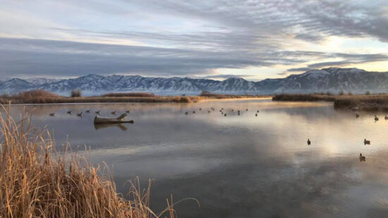 Hunting over duck decoys is the perfect way to bring ducks in for a good shot.