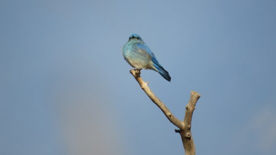 A mountain blue bird.