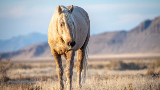 Pyrite, a beloved Onaqui wild horse known as Goldie Glory, was fatally shot on Nov. 3 near Simpson Springs in Tooele County. He died seven days later, about three miles southwest of Dugway Proving Ground, after succumbing to his injuries.