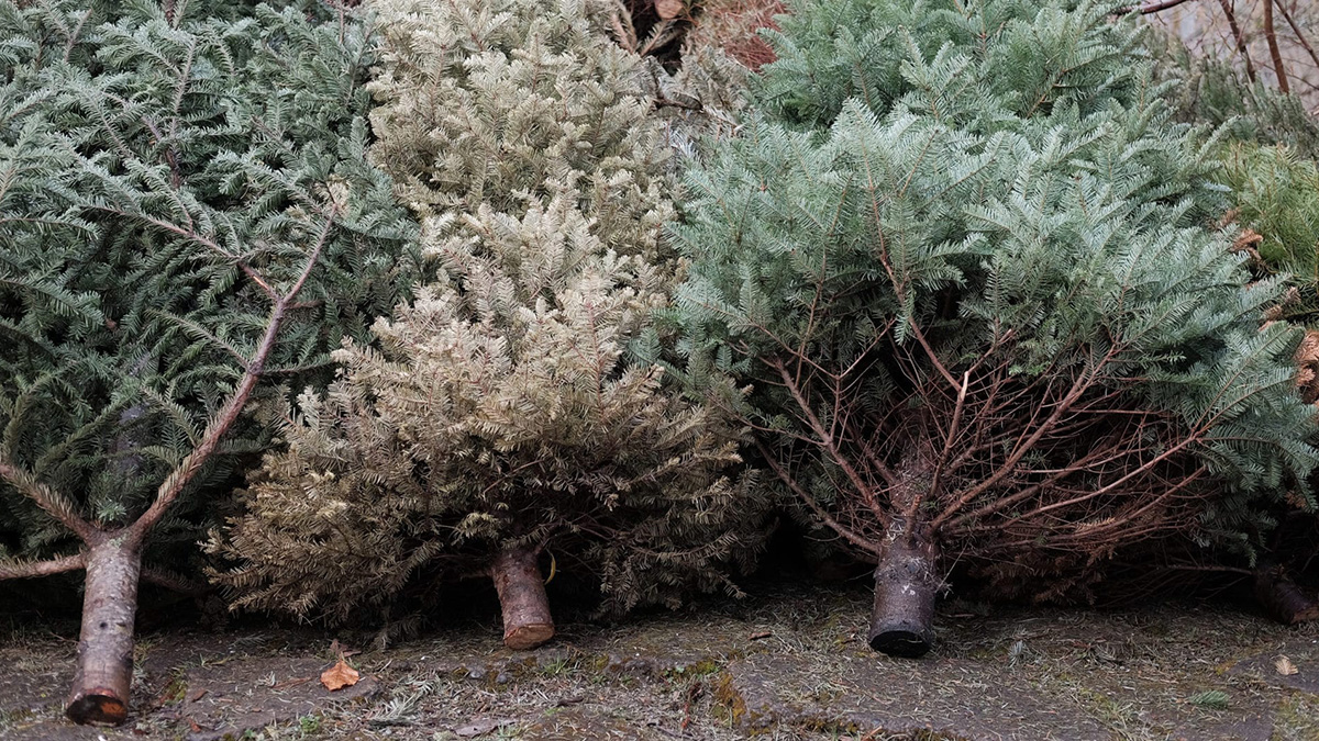 Get rid of your tree at six locations in Summit County.