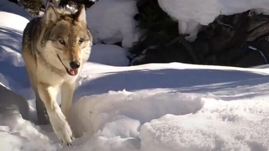 Wolf 907F walks past a trail camera in Yellowstone National Park.