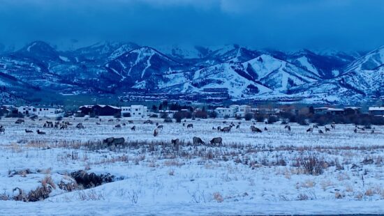 Resident elk herd.