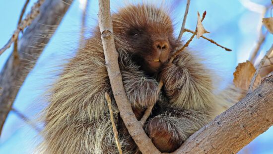 DWR is partnering with the Ouray National Wildlife Refuge to host a Porcupine Viewing giving attendees the opportunity to observe porcupines in their natural habitat.