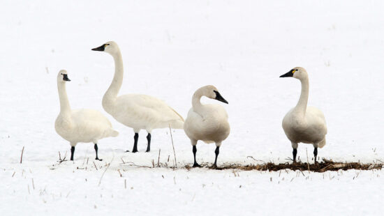 Four Tundra swans make a stop along their migratory route which passes through parts of Utah.