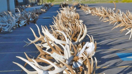 Antler Auction for Utah DWR.