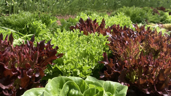 Vibrant greens flourish inside the greenhouse at Moonshadow Farm, where Andrea Morgan nurtures nutrient-rich produce while championing soil health and sustainability in Summit County.