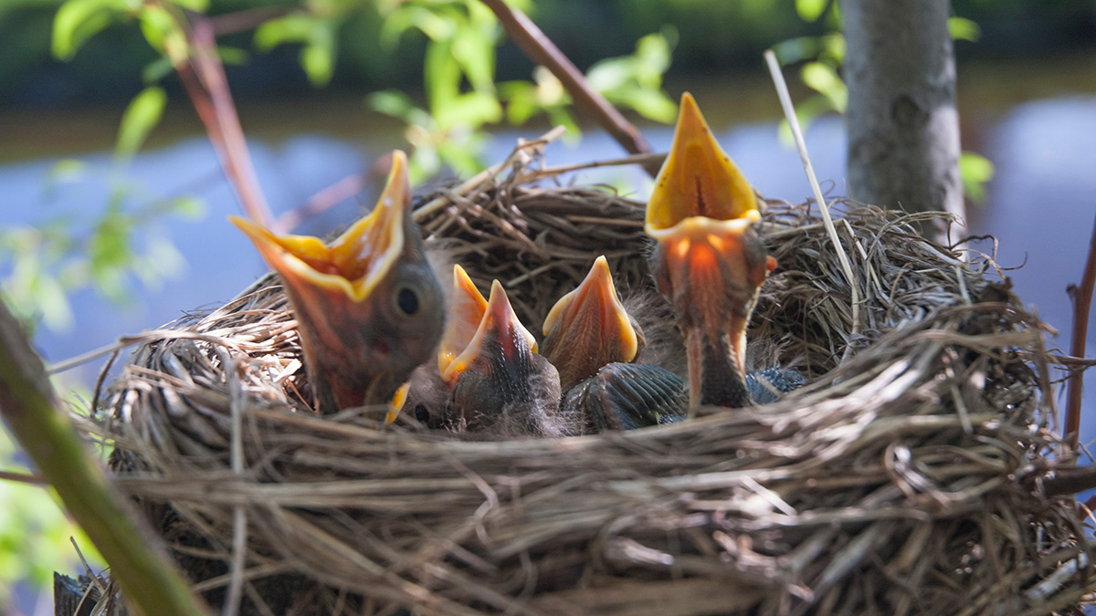 Baby robins in a nest.