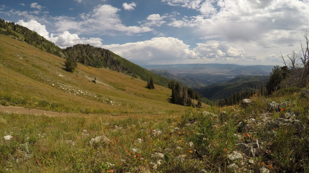 Wildflowers blanket Bonanza Flat, the 1,500‑acre alpine plateau Utah Open Lands and partners saved from a 260‑home, 18‑hole‑golf‑course development.