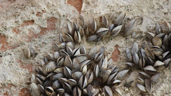 Quagga mussels are small but destructive freshwater mollusks that pose major risks to Utah’s waters and infrastructure.