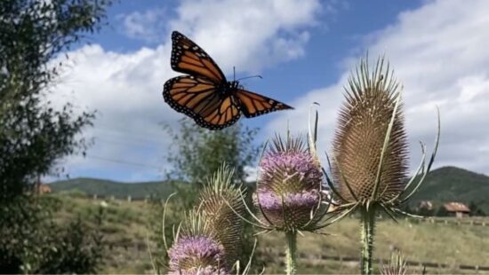 Monarch butterfly in Swaner Preserve.