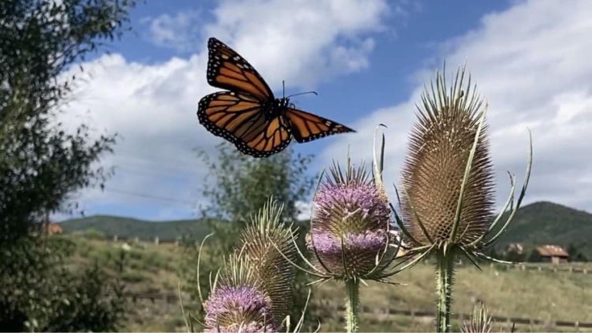 Monarch butterfly in Swaner Preserve.
