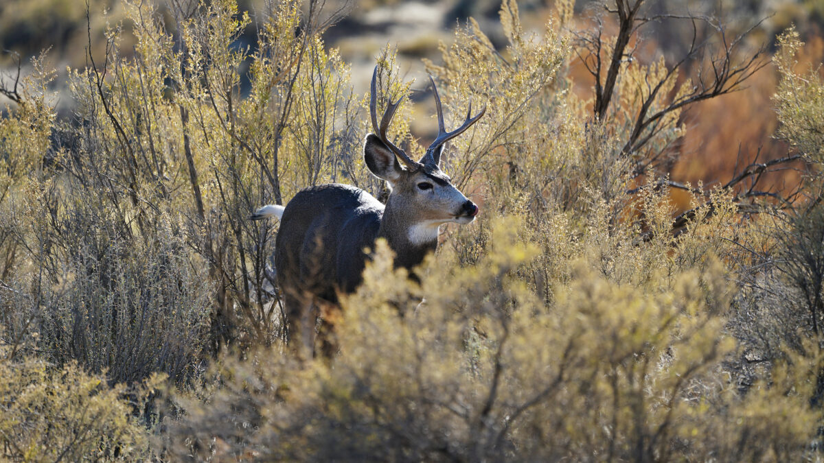November is a great time to see buck deer at the Nash Wash Wildlife Management Area.
