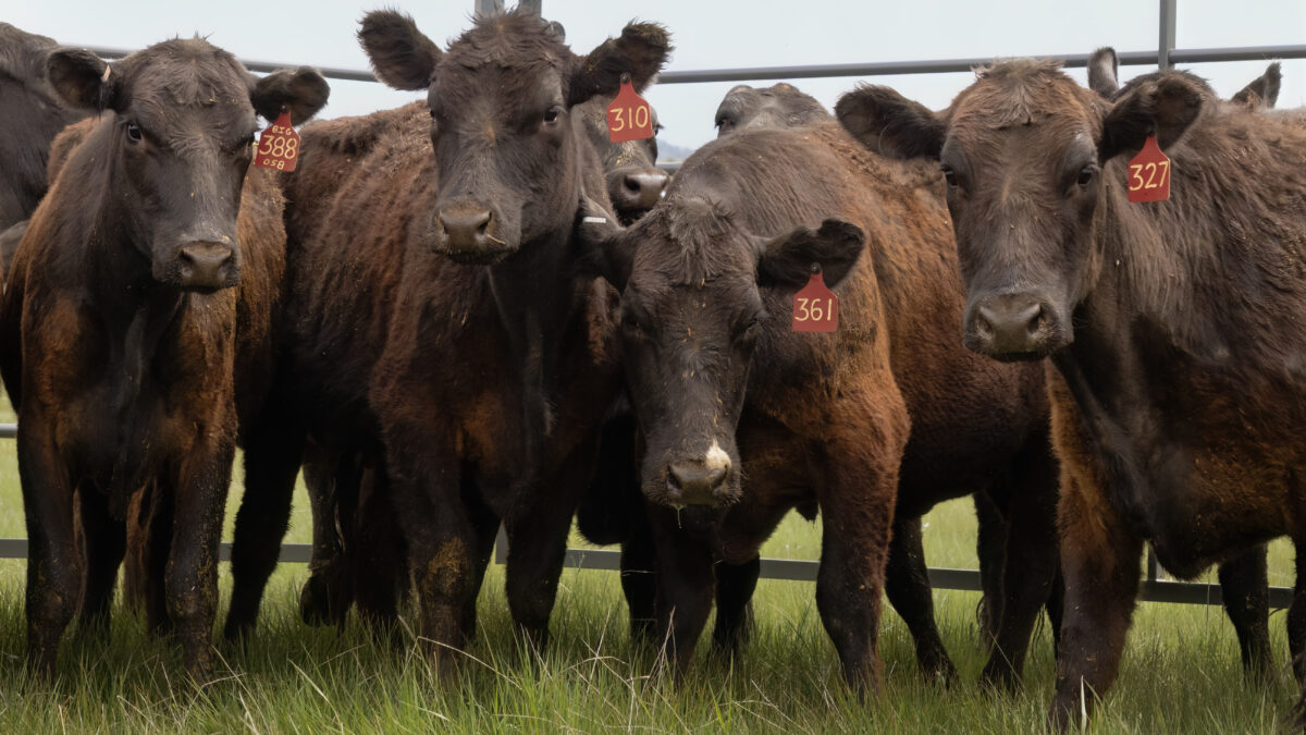 Cattle from 3 Springs Land and Livestock arrive at Hi Ute Ranch as part of a new regenerative grazing initiative led by Utah Open Lands to restore soil health and support wildlife habitat.