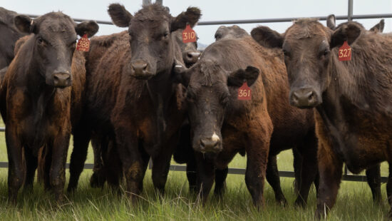 Cattle from 3 Springs Land and Livestock arrive at Hi Ute Ranch as part of a new regenerative grazing initiative led by Utah Open Lands to restore soil health and support wildlife habitat.