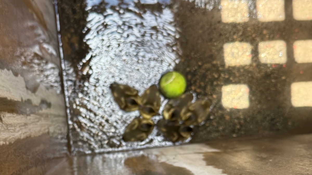 The baby ducks trapped in the storm drain.