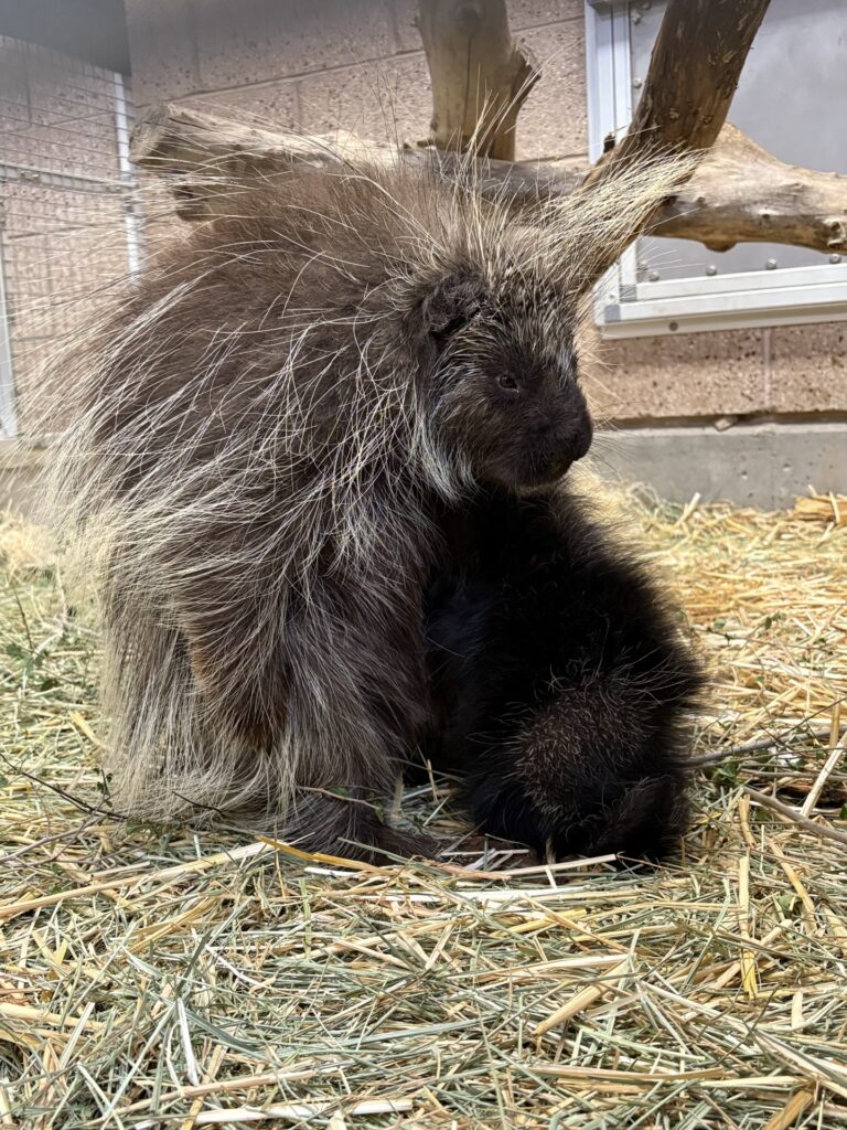 Blackberry nursing porcupette at Utah's Hogle Zoo.