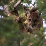 Mountain lion, or cougar, in a tree.