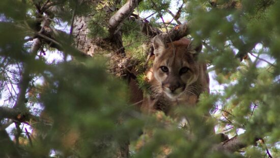 Mountain lion, or cougar, in a tree.